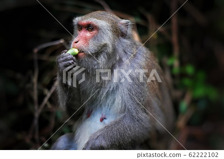 taiwan monkey cyclopis Cercopithecidae Macaca 台灣獼猴 taiwan monkey cyclopis Cercopithecidae Macaca 台灣獼猴 62222102