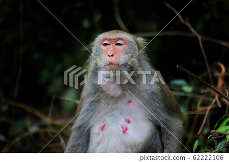 taiwan monkey cyclopis Cercopithecidae Macaca 台灣獼猴 taiwan monkey cyclopis Cercopithecidae Macaca 台灣獼猴 62222106