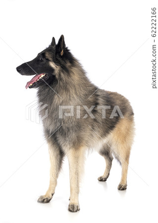 tervueren in studio 62222166