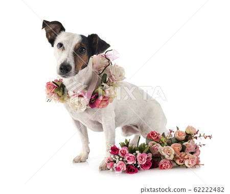 jack russel terrier 62222482