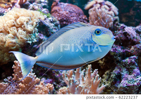 Beautiful exclusive Neso Tangs fish near corals 62223237