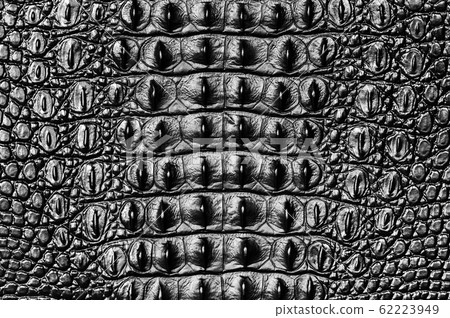 Crocodile bone skin texture background Crocodile bone skin texture background 62223949