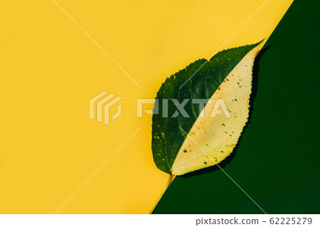 Half green and yellow leaf on green and yellow background, colorful foliage, exotic tropical leaf. Free copy space Half green and yellow leaf on green and yellow background, colorful foliage, exotic tropical leaf. Free copy space 62225279