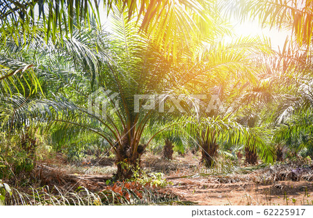 Palm plantation in the agriculture asian - tree Palm plantation in the agriculture asian - tree 62225917