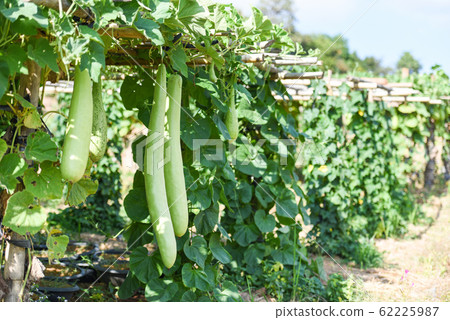 Indian vegetables long winter melon gourd bottle - 62225987
