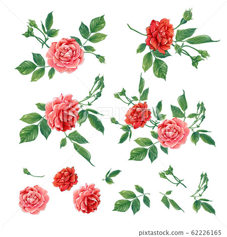 Red roses set. Vector illustration. - Stock Illustration [62226165] - PIXTA