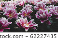 Spring forest close up flowers pink beautiful background 62227435