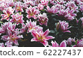 Spring forest close up flowers pink beautiful background 62227437