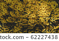 Spring forest close up flowers Yellow beautiful background 62227438