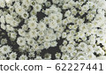 Spring forest close up flowers White beautiful background 62227441