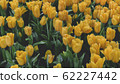 Spring forest close up flowers Yellow beautiful background 62227442