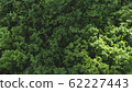 leaves green wall beautiful background 62227443