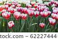 Spring forest close up flowers pink beautiful background 62227444
