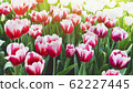 Spring forest close up flowers pink beautiful background 62227445
