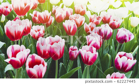 Spring forest close up flowers pink beautiful background Spring forest close up flowers pink beautiful background 62227445