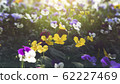 Spring forest close up flowers beautiful background 62227469