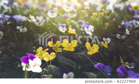 Spring forest close up flowers beautiful background Spring forest close up flowers beautiful background 62227469