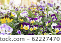 Spring forest close up flowers beautiful background 62227470
