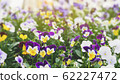 Spring forest close up flowers beautiful background 62227472