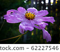 Purple cosmos flower with water drops on petals close up 62227546