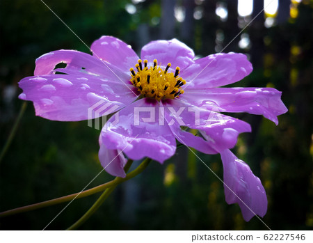 Purple cosmos flower with water drops on petals close up 62227546