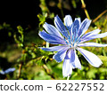 Blue centaurea flower close up 62227552