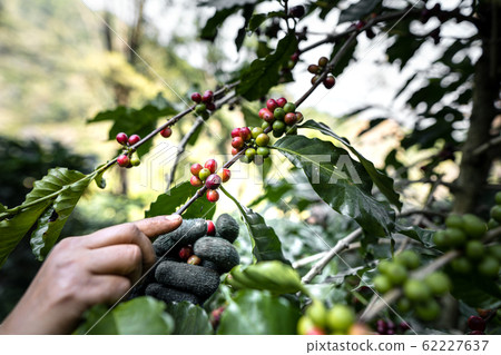 The farmer's hand is picking the coffee beans from 62227637