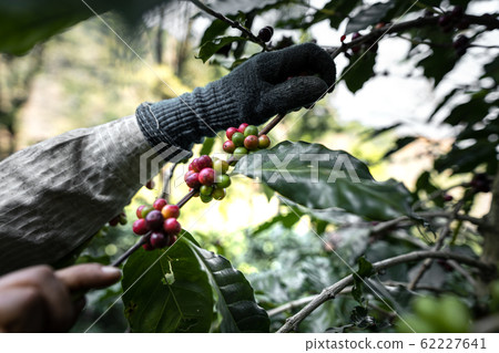 The farmer's hand is picking the coffee beans from 62227641