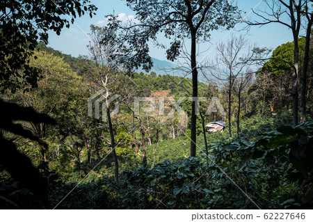 Coffee plantation under the big tree in Asia 62227646