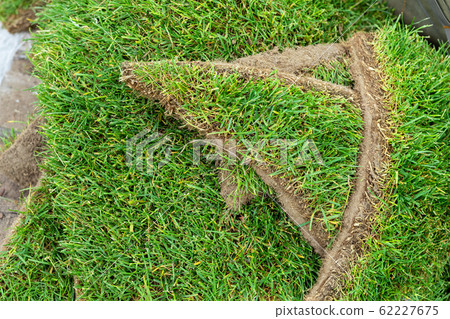 Close-up details leftover pieces of green fresh rolled lawn grass on wooden pallet after layinng at city park or backyard. Green tree forest on background. Gardening landcaping service 62227675