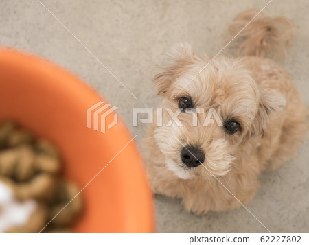 A cute small dog gazing at the pet food in the dog bowl 62227802
