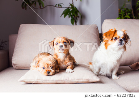 The female Pekingese is raising her puppies The female Pekingese is raising her puppies 62227822