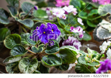 The beautiful different violets grown for sale 62227859