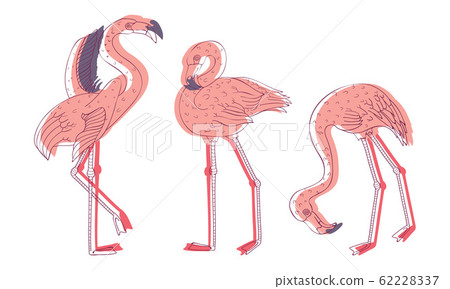 Exotic Pink Flamingos in Standing Pose and with Spread Wings Vector Set Exotic Pink Flamingos in Standing Pose and with Spread Wings Vector Set 62228337