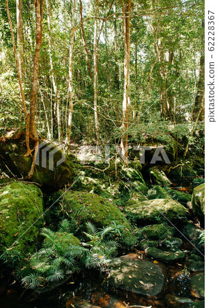 Very green lush tropical forest moss growing on stones with small water stream Very green lush tropical forest moss growing on stones with small water stream 62228367