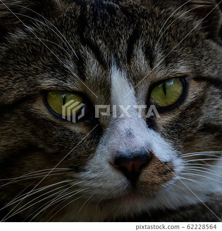 Wild stray cat in the mountains Wild stray cat in the mountains 62228564