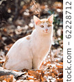 Stray cat 62228712