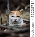 Stray cat 62228714