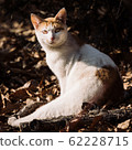 Stray cat 62228715