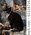 Stray cat 62228716