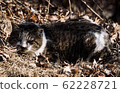 Stray cat 62228721