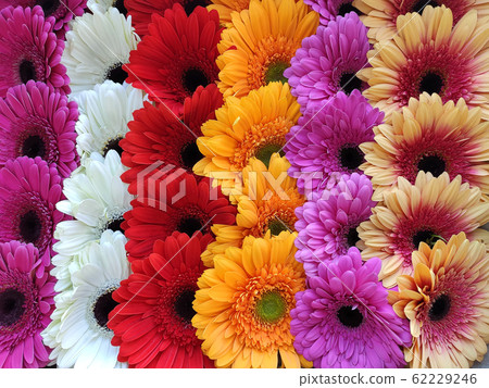 Gerbera flower buds of different colors close up in rows 62229246