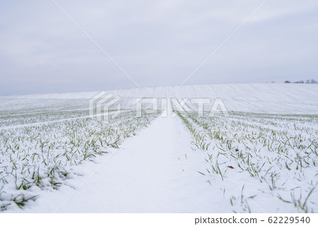 Wheat field covered with snow in winter season. Winter wheat. Green grass, lawn under the snow. Harvest in the cold. Growing grain crops for bread. Agriculture process with a crop cultures. 62229540
