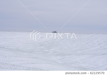 Wheat field covered with snow in winter season. Winter wheat. Green grass, lawn under the snow. Harvest in the cold. Growing grain crops for bread. Agriculture process with a crop cultures. Wheat field covered with snow in winter season. Winter wheat. Green grass, lawn under the snow. Harvest in the cold. Growing grain crops for bread. Agriculture process with a crop cultures. 62229570