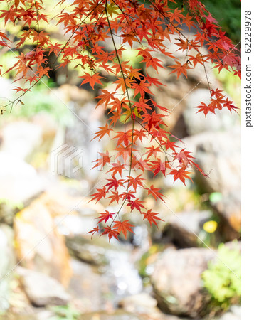 Beautiful late autumn garden scenery of autumn leaves waterfall 62229978