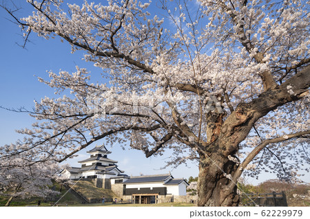 Spring landscape cherry blossoms and castle in full bloom Shirakawa Komine Castle Shirakawa City, Fukushima Prefecture 62229979