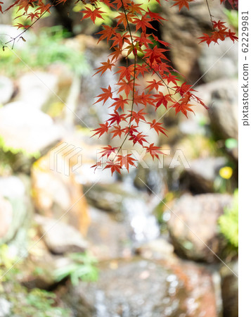 Beautiful late autumn garden scenery of autumn leaves waterfall Beautiful late autumn garden scenery of autumn leaves waterfall 62229981