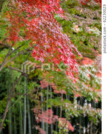 秋葉美麗的深秋花園風光 秋葉美麗的深秋花園風光 62230029