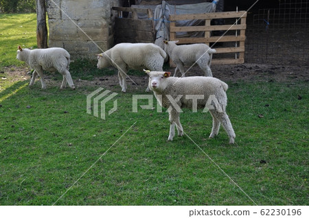 Sheep grazing 62230196