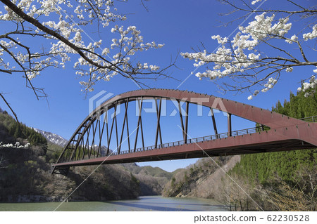 Spring landscape Bridge of cherry blossoms and the valley Okusomohana Bridge Kinari district, Nagano city 62230528
